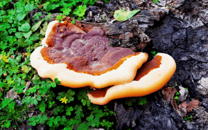 Digital Peel (MultiFrax) - Ganoderma 7 Ganoderma (Lingzhi): What Is It, Benefits & Nutritional Value