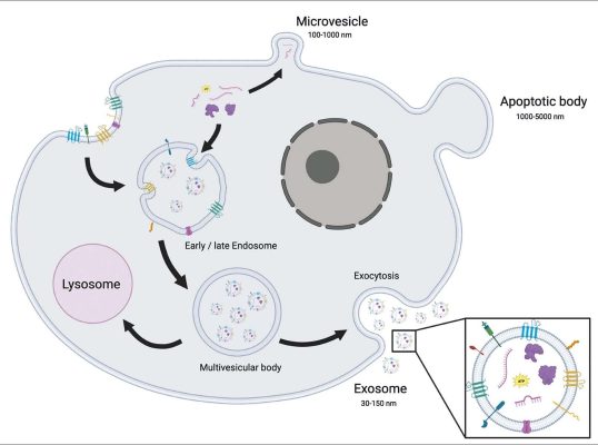pmfa-dj24-excosome-fig-1